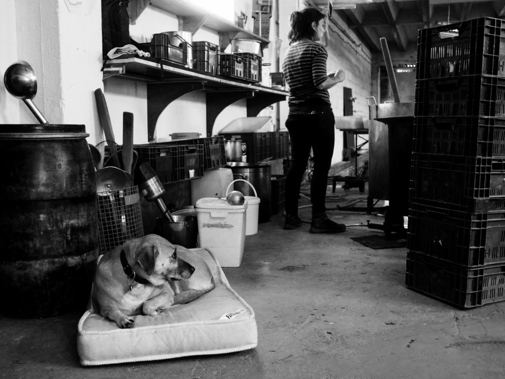 Chien assis sur son matelas