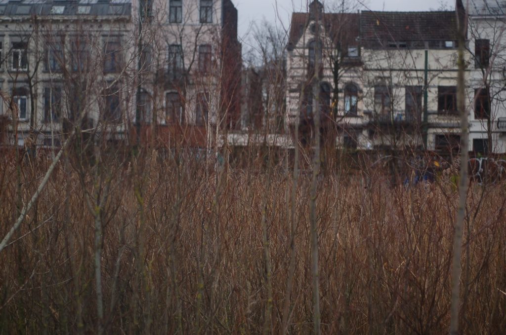 La roselière et le quartier résidentiel en arrière plan