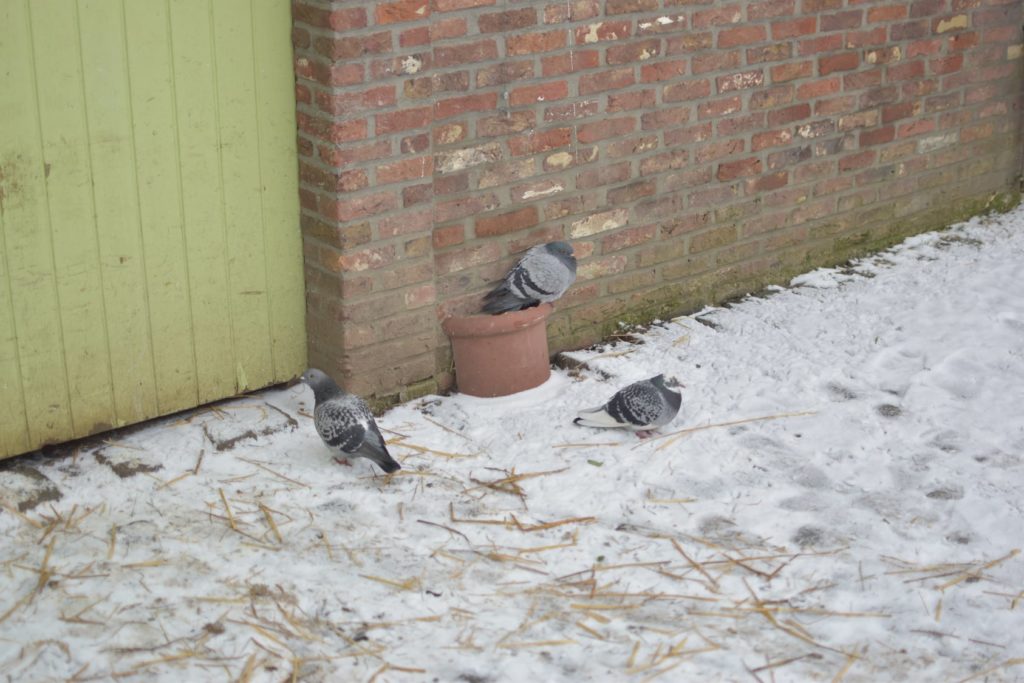 Pigeons dans le frois
