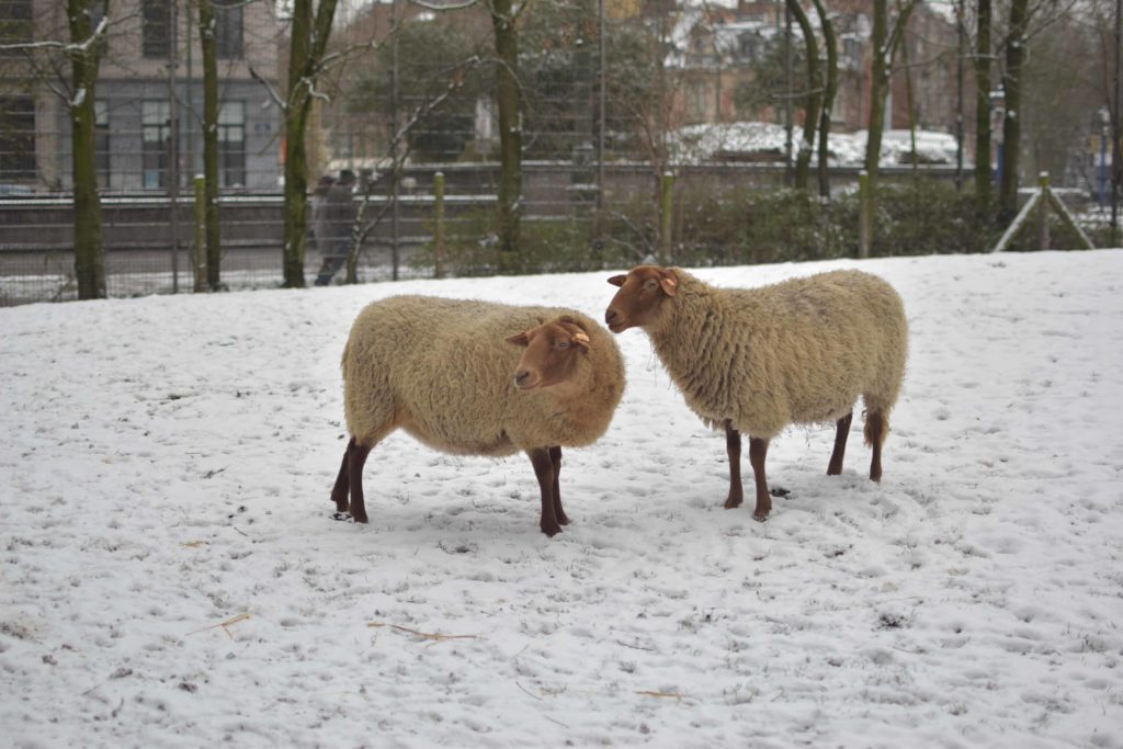 Moutons de la Ferme du Parc Maximilien